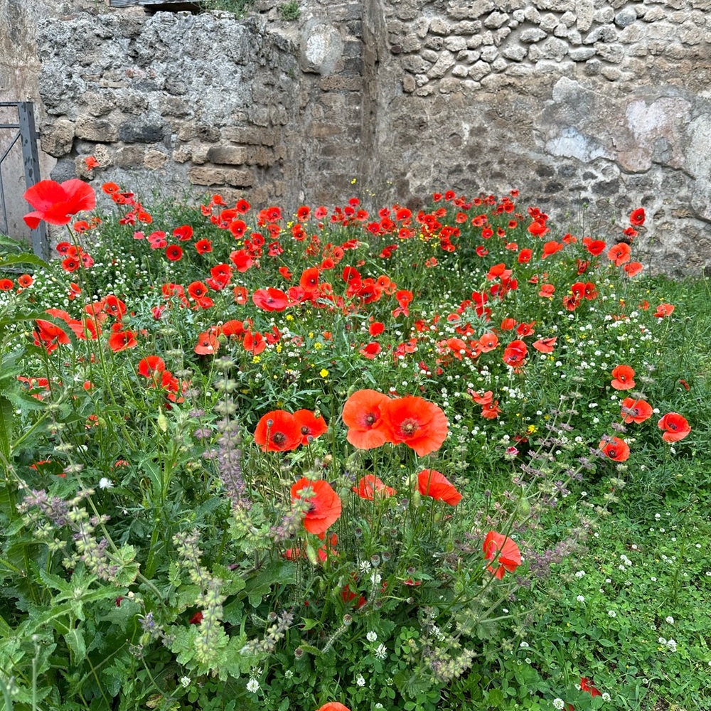 Meet your Posher, Leia